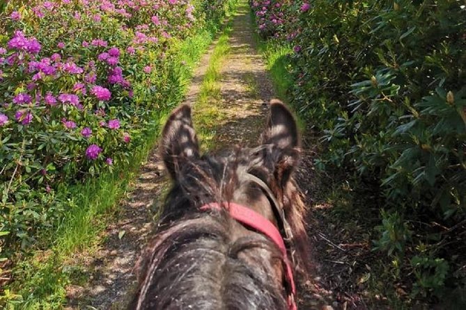 Killarney National Park Horseback Ride. Co Kerry. Guided. 2 hours. - Practical advice before you book