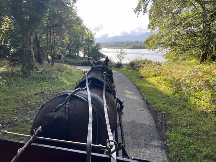 Killarney National Park Jaunting Car Tour - What the one-hour format means for you