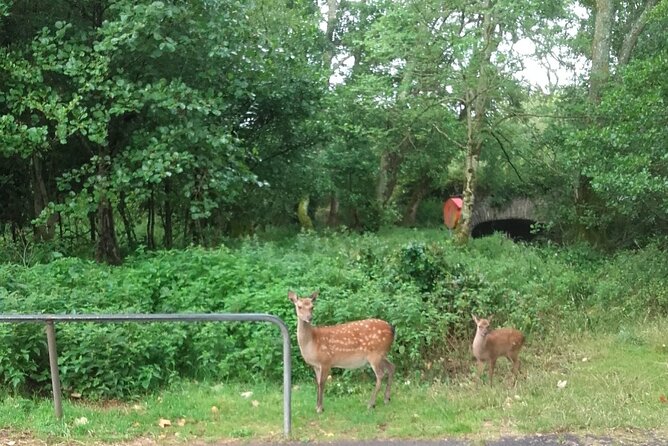 Killarney National Park Tour - Deenagh Lodge is an easy place to begin