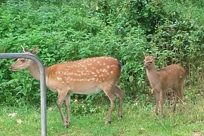 Killarney National Park Tour - Ross Castle: choose the direct route or the lake view