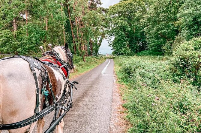 Killarney National Park Tour - Who will enjoy this most?