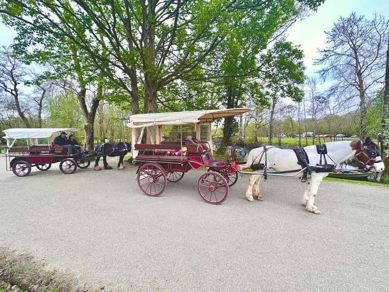 Killarney National Park Tour - Weather, comfort, and the one-hour format