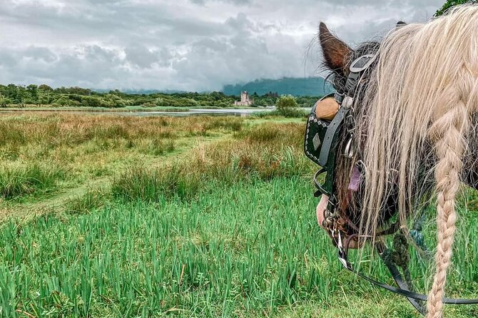 Killarney National Park Tour - Forty-five minutes inside the national park