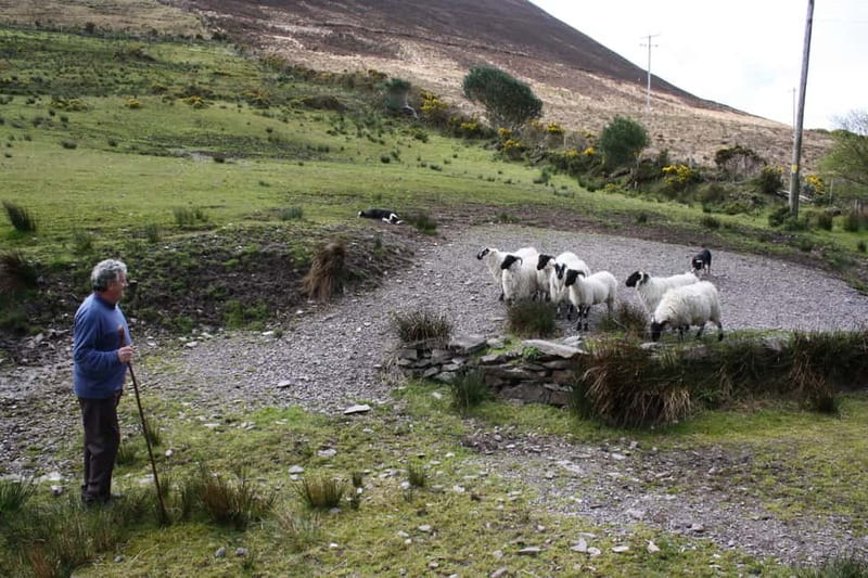 Killarney: Ring of Kerry Bus Tour - Moll’s Gap and Corrán Tuathail