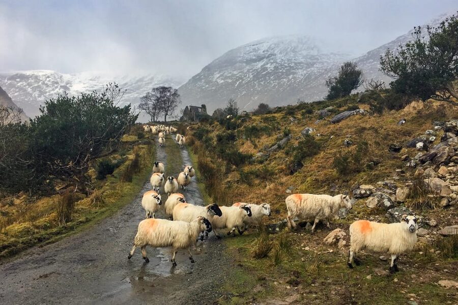 Killarney: The Ring of the Reeks - Backroads Rural Tour - Finishing through the Gap of Dunloe