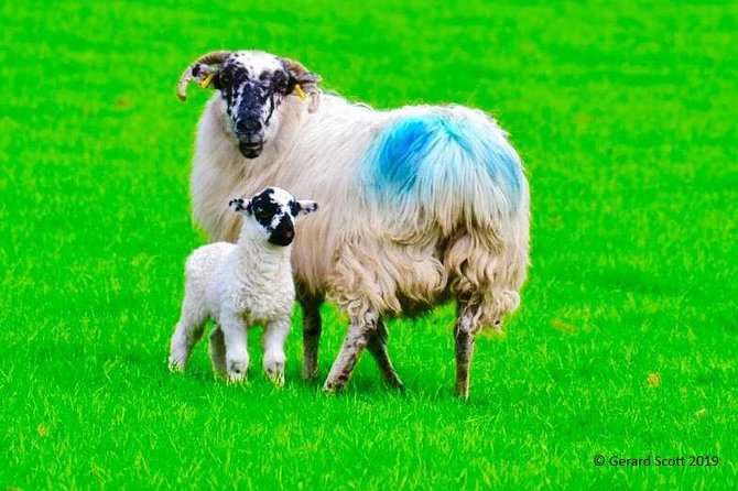 Luxury Photography Day Tour on Ring of Kerry and Skellig Ring - Fully Guided and Chauffeured - Key points at a glance