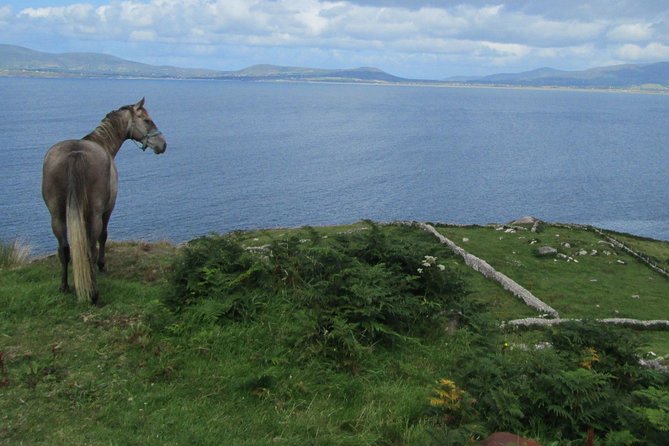 Luxury Photography Day Tour on Ring of Kerry and Skellig Ring - Fully Guided and Chauffeured - What guide Bertie adds to the day