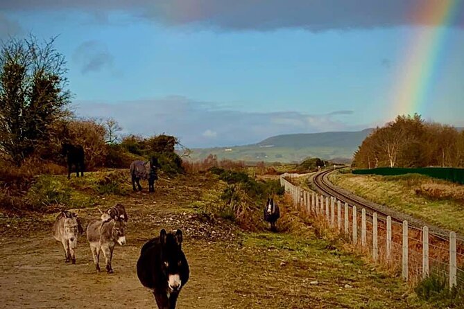Luxury Photography Day Tour on Ring of Kerry and Skellig Ring - Fully Guided and Chauffeured - Who should book this private day tour?