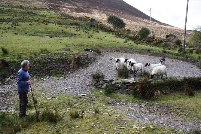 NO 1 Ring of Kerry Tour inc Killarney Lakes & National Park - Ladies View and the Lakes of Killarney