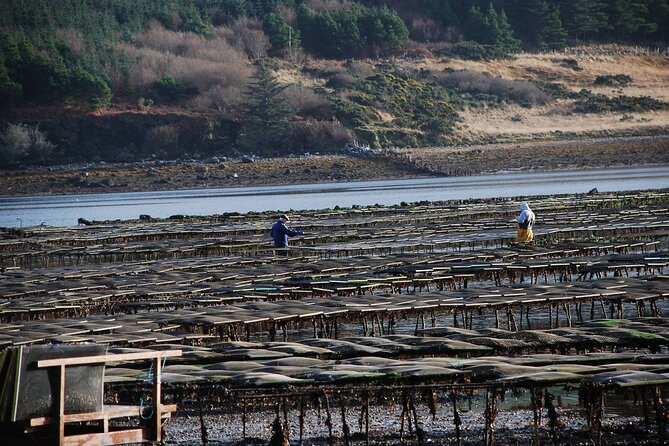 Oyster Farm and Tasting Experience - Seeing oysters from seed to plate