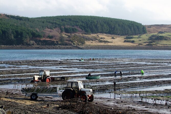 Oyster Farm and Tasting Experience - Is $54.06 good value?