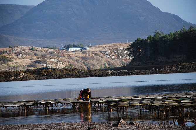 Oyster Farm and Tasting Experience - Practical details before you book