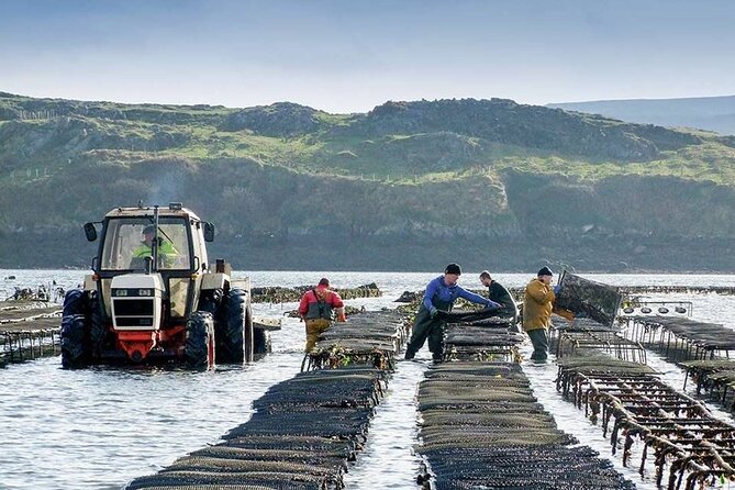 Oyster Farm and Tasting Experience - The bay work makes the visit feel real