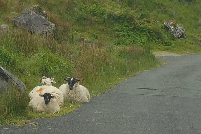 Private Chauffeur Service From Dublin to Lahinch - What past service tells you about the ride