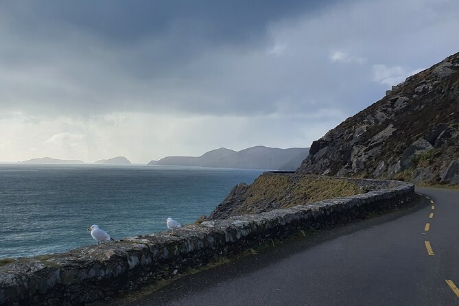 Private Chauffeur Service From Killarney to Shannon Airport - Comfort, safety, and the driver’s role