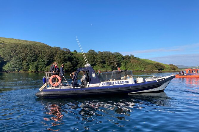 Private family sea safari - Watching for dolphins, seals, and whales