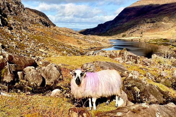 Private Full Day Tour From Killarney - Ring of Kerry/Skellig - Booking, timing, and cancellation details