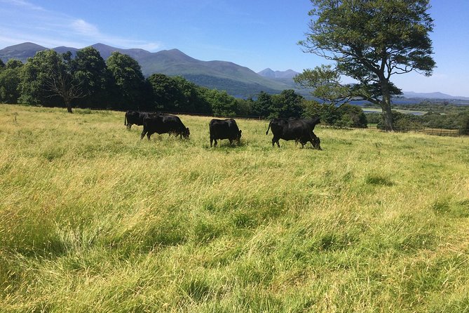 Private Killarney National Park Tour with an accredited chauffeur/guide - Muckross Abbey adds a quiet medieval pause