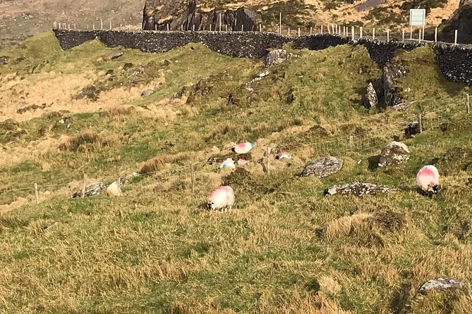 Private Ring of Kerry luxury tour with accredited guide - Kerry Cliffs and the weather question