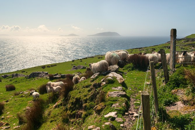 Private Tour: Dingle Peninsula from Dingle - The Blasket Centre puts island life in context