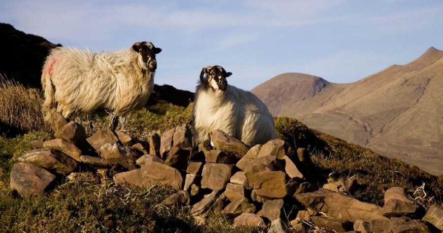 Ring of Kerry Full-Day Tour from Limerick - Killarney is the final refreshment stop