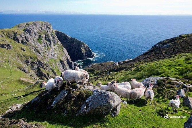 Ring of Kerry & Skellig Ring Private Day Tour - What makes this Kerry day special