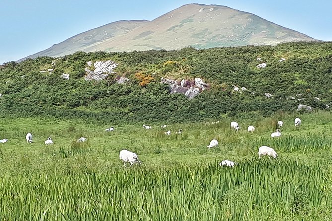 Ring of Kerry & Skellig Ring - Private Tour - Two hours on the Skellig Ring
