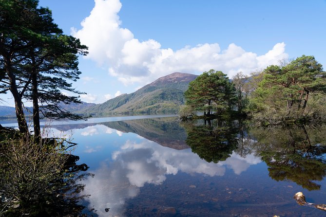 Self-Guided Bike Tour of Killarney National Park, Muckross Gardens & Waterfall - Muckross Abbey and its remarkable tree
