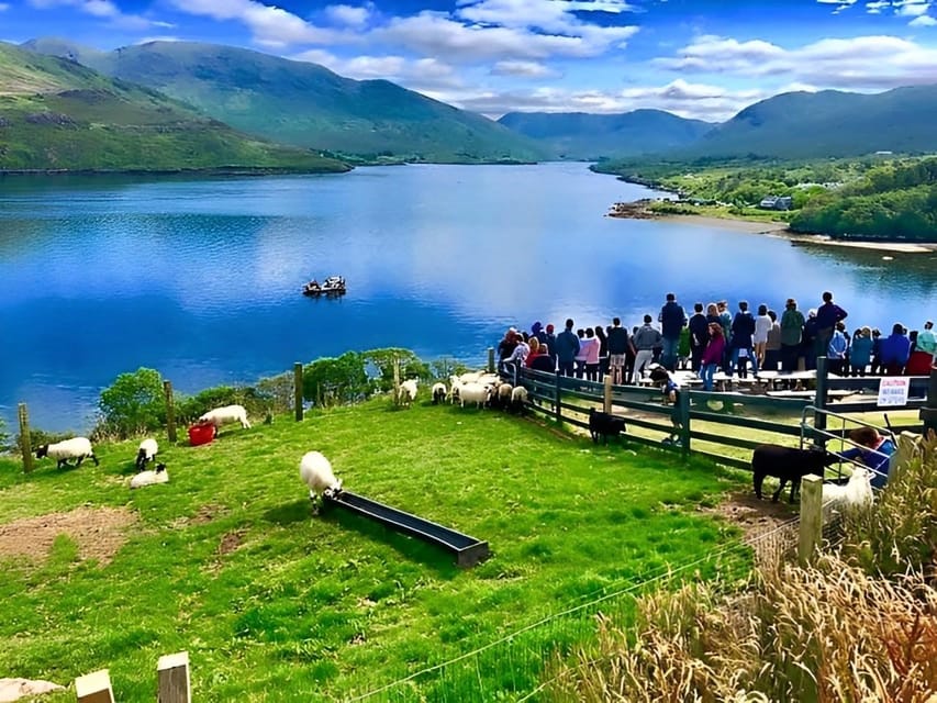Sheepdog herding demo on working sheep farm. Galway. Guided. - Bottle-feeding lambs when the season allows