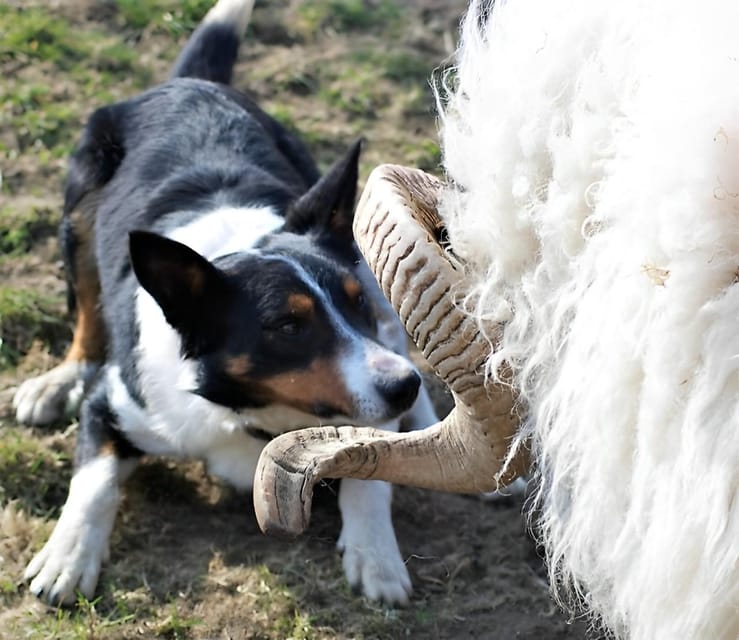 Sheepdog herding demo on working sheep farm. Galway. Guided. - Who will enjoy this farm experience most?