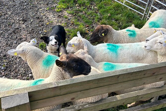 Sheepdogs in the countryside, authentic Dubliners city tour combo - Jameson Distillery Bow St. and the whiskey element