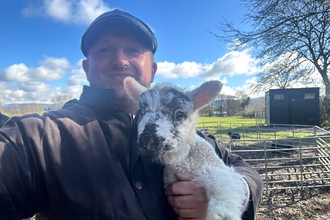 Sheepdogs in the countryside, authentic Dubliners city tour combo - Phoenix Park: open space inside the capital