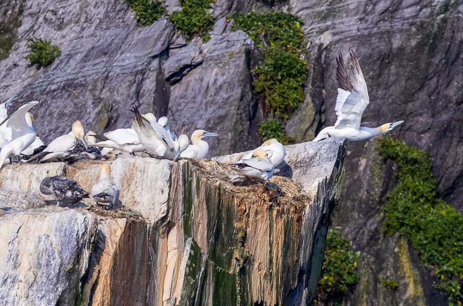Skellig Michael: Skellig Sightseeing Cruise with AquaTerra - Kerry Cliffs and the Atlantic crossing