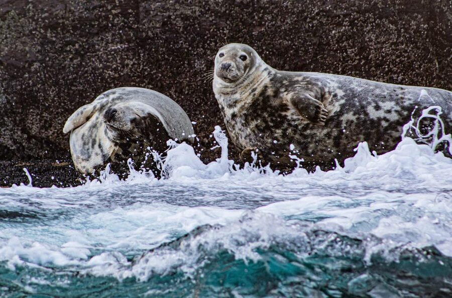 Skellig Michael: Skellig Sightseeing Cruise with AquaTerra - The return along the Ring of Kerry