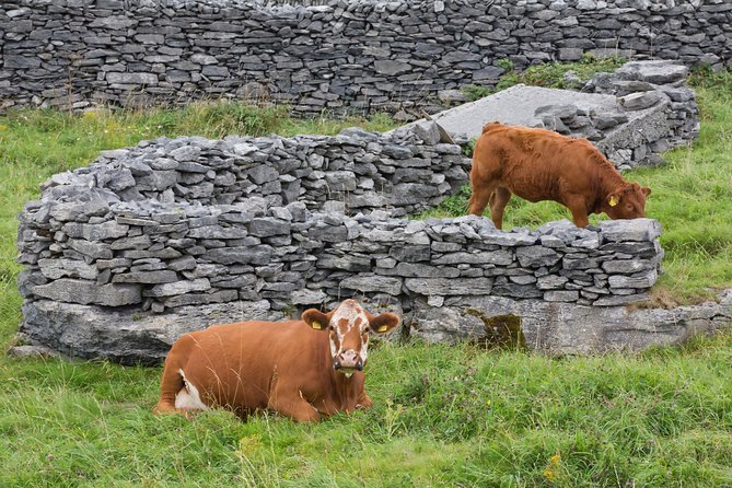 Small Group - Cliffs Cruise, Aran Islands AND Connemara in One Day from Galway - What the guides add to a long day