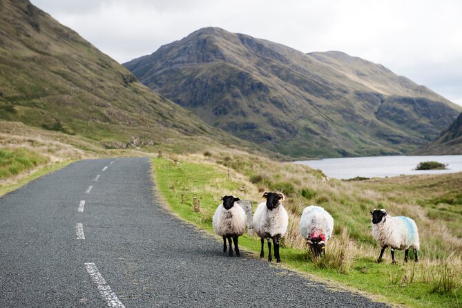 Small Group Kylemore Abbey, Sheepdog Demo & Connemara Tour - Who should book this day trip?