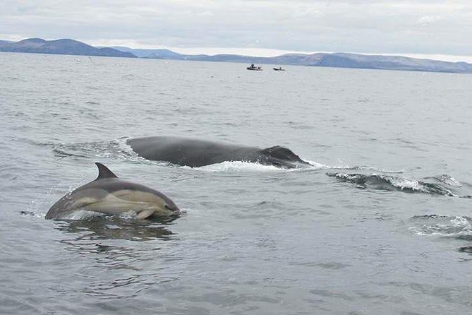 The Great Blasket Island Experience - Premium Tour - Leaving Dingle Marina for the Blasket waters