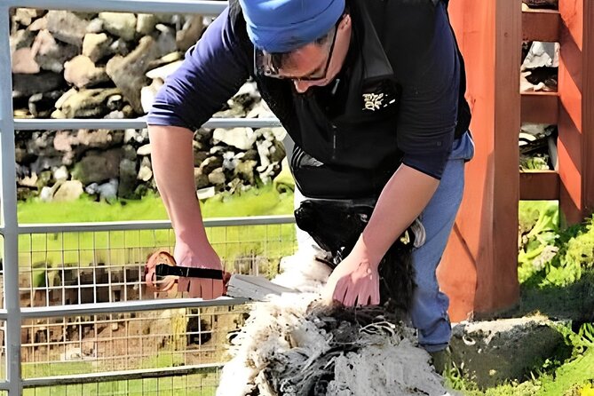 Visit traditional working sheep farm with sheepdog demo. Galway. - Watching Rex turn commands into action