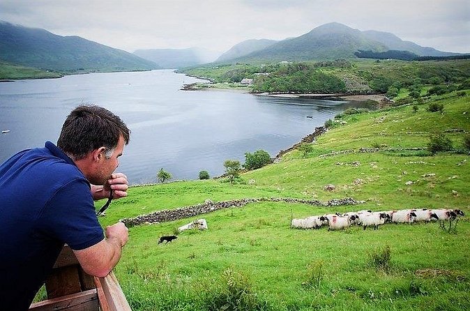 Visit traditional working sheep farm with sheepdog demo. Galway. - How much value do you get for $24.45?