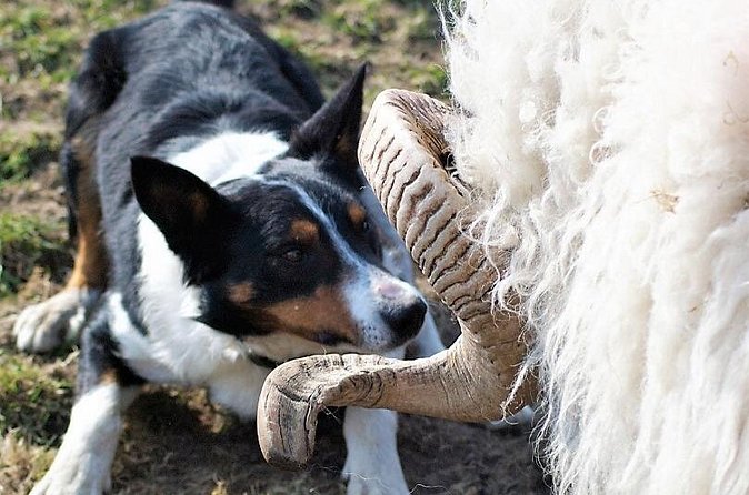 Visit traditional working sheep farm with sheepdog demo. Galway. - Who will enjoy this most?