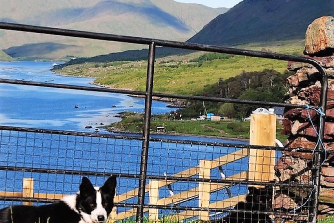 Visit traditional working sheep farm with sheepdog demo. Galway. - Practical planning for a smooth visit