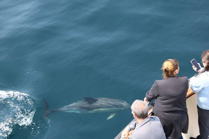 Wildlife Tour - Why Dingle is such a good place for a wildlife boat trip